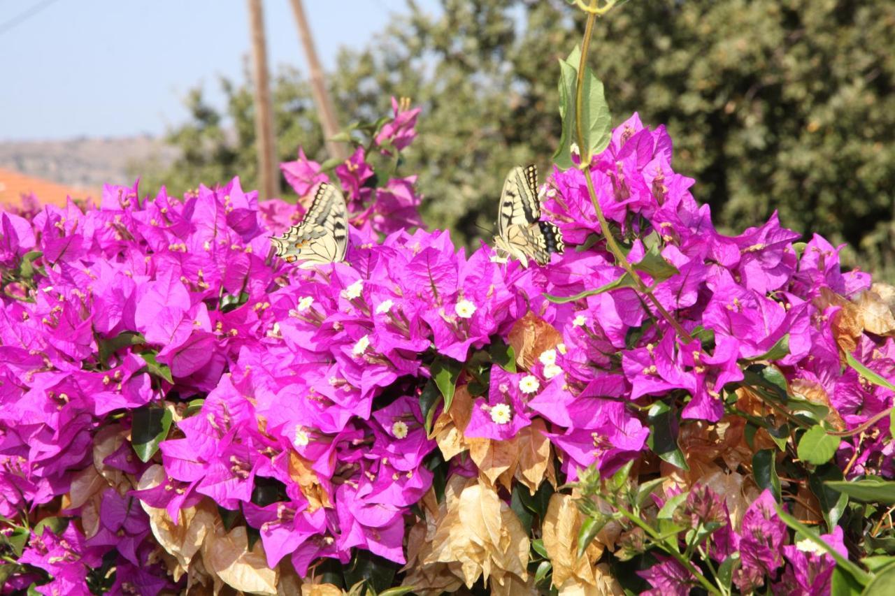 Aloe & Lotus Villas Πρινές Εξωτερικό φωτογραφία